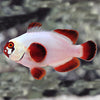 Clownfish Gold Nugget T/R