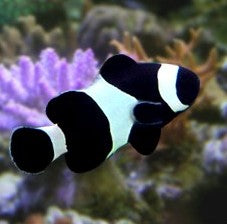 Clownfish Black Ocellaris Local