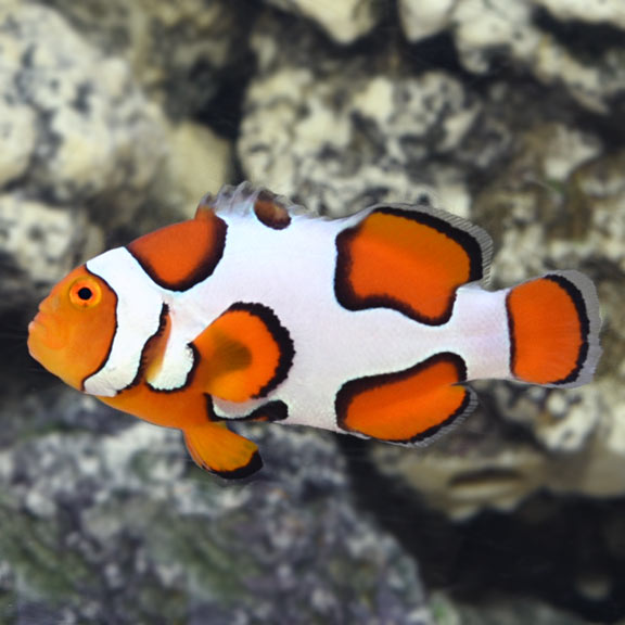 Clownfish Picasso Grade  A  T/R - petkiosklive