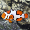 Clownfish Picasso Grade  A  T/R