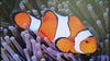 Clownfish False Percula Bali