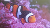 Clownfish Percula True Hi Black