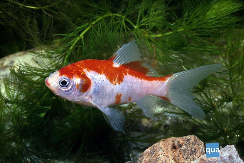 Comet Red & White Fantail - petkiosklive