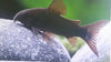 Cory Black Peru