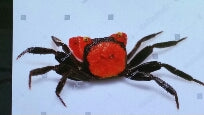Crab Orange Devil