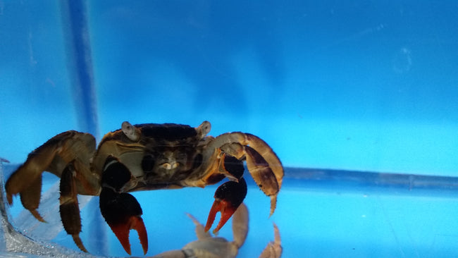 Crab Red Perisesarma bidens