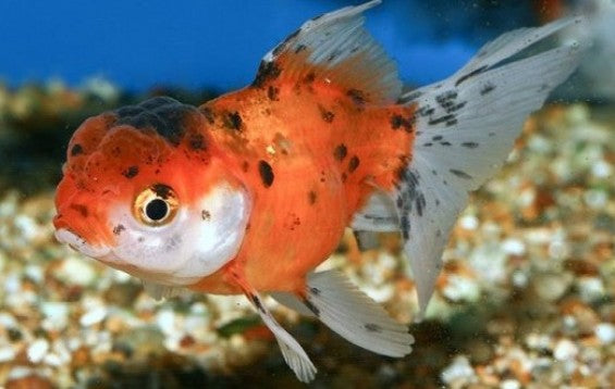 Oranda Calico