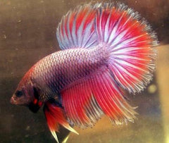 Betta Combtail male