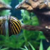 SNAIL ZEBRA NERITE