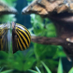 Snail Zebra Nerite - petkiosklive