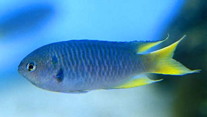 Damsel Chromis Yellowtail Bali