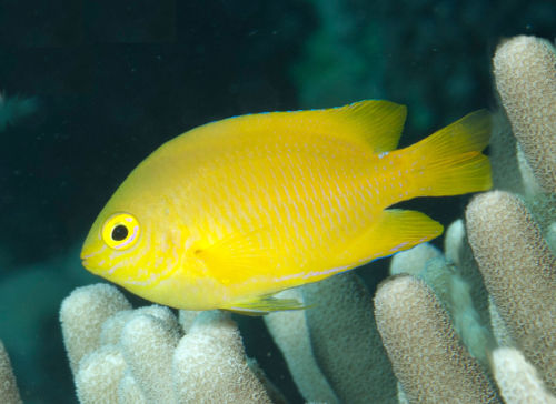 Damsel Lemon