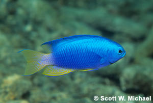 Damsel Neon Blue