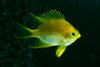 Damsel Yellow Bali