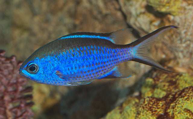 Damsel Blue Reef Chromis Hati