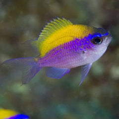 Damsel Sunshine Chromis - petkiosklive