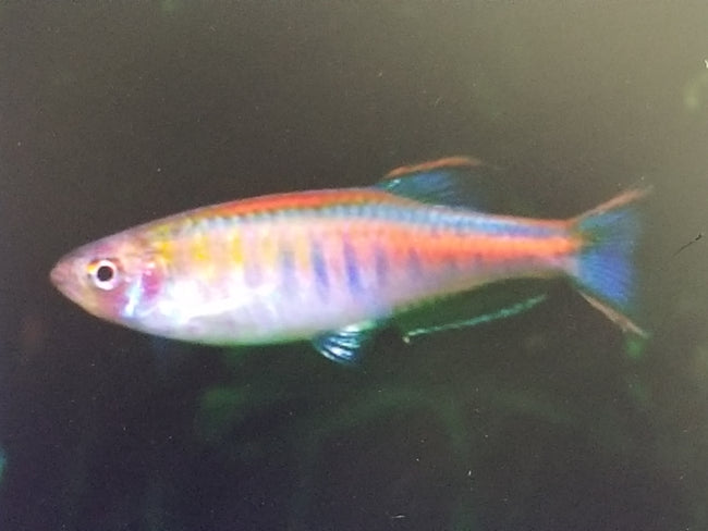 Danio Glowlight Danio Choprea