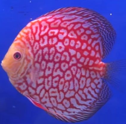 Discus Super Red Pigeon Blood 2