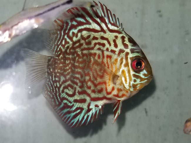Discus Red Eagle