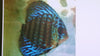 Discus Red Tiger