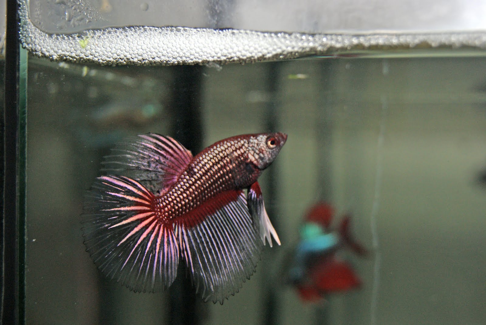 Betta Combtail male