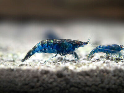 Shrimp Blue Velvet - petkiosklive