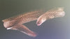 Eel Freshwater Moray