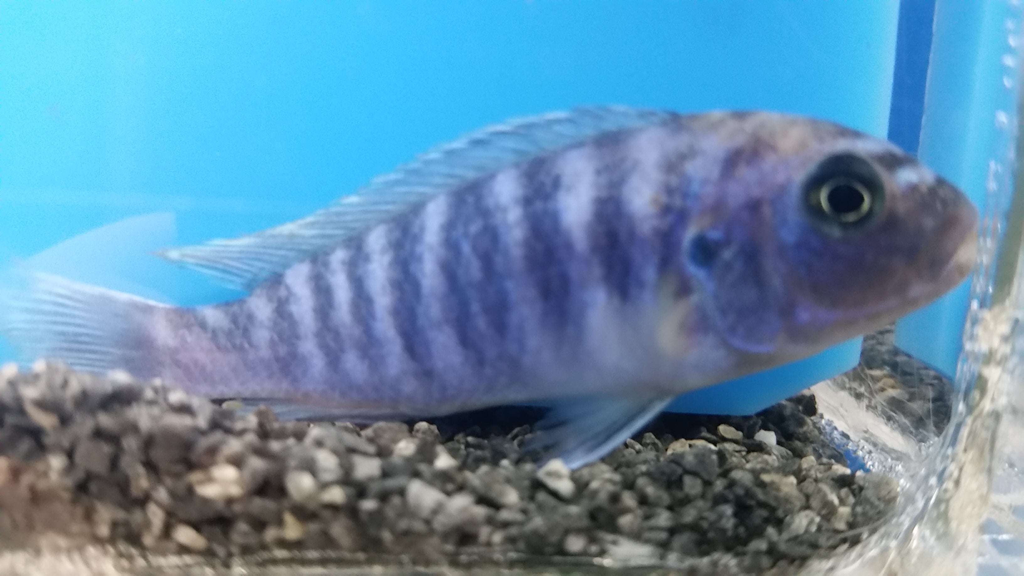 Elongatus Blue - petkiosklive