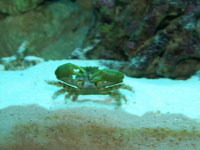 Crabs Emerald