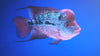 Flowerhorn Grade A