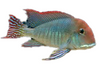 Geo. Red Head Tapajos