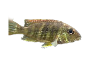 Geo. Red Head Tapajos
