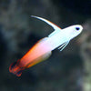 Goby Fire Fish Bali