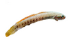 Goby Red Neon Sumatran