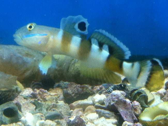 Goby Tiger