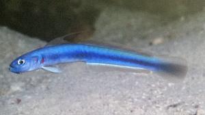 Goby Blue Dart Bali