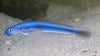 Goby Blue Dart Bali