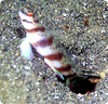 Goby Diagnal Shrimp