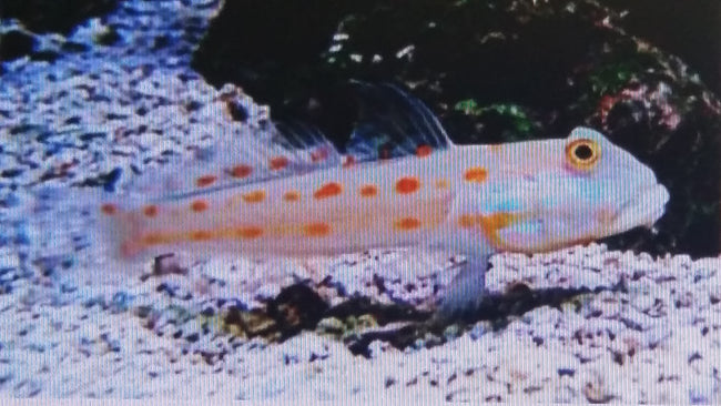 Goby Orange Spotted Sifting