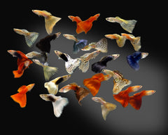 Guppy (Various Colors/Patterns) - petkiosklive