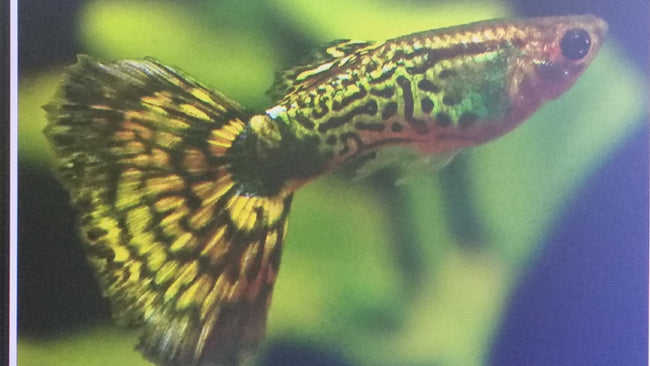 Guppy Green Cobra Pr.