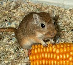 Gerbil - petkiosklive