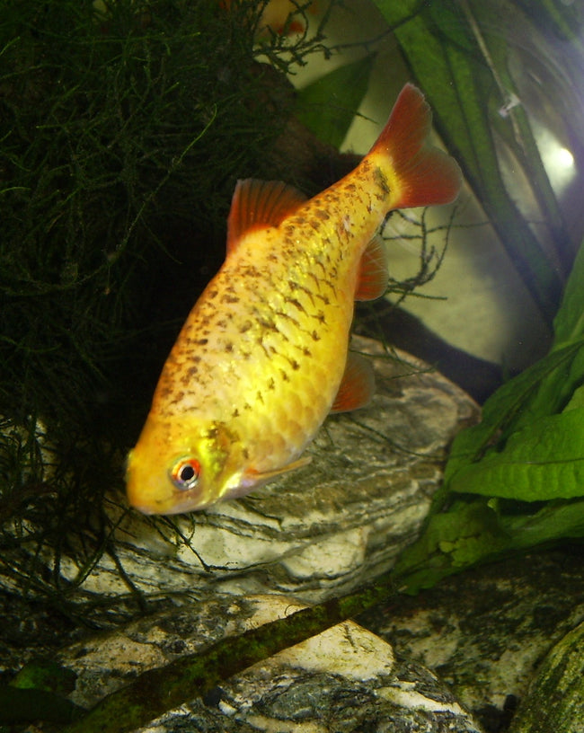 Barb Gold (Puntius sachsii)