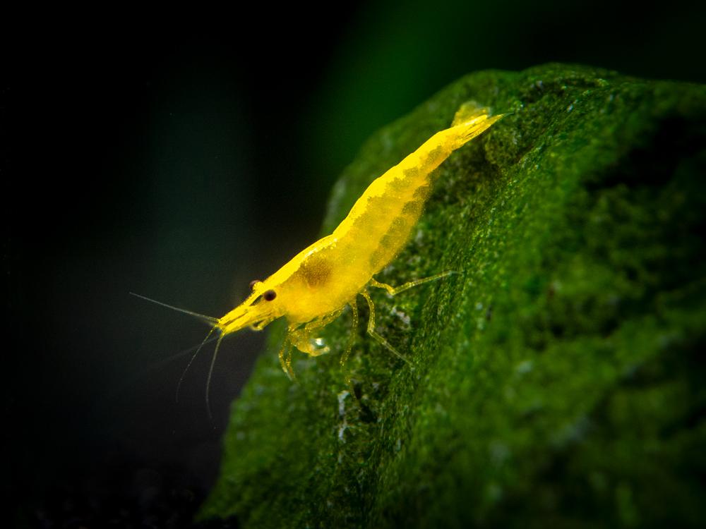 Shrimp Yellow - petkiosklive