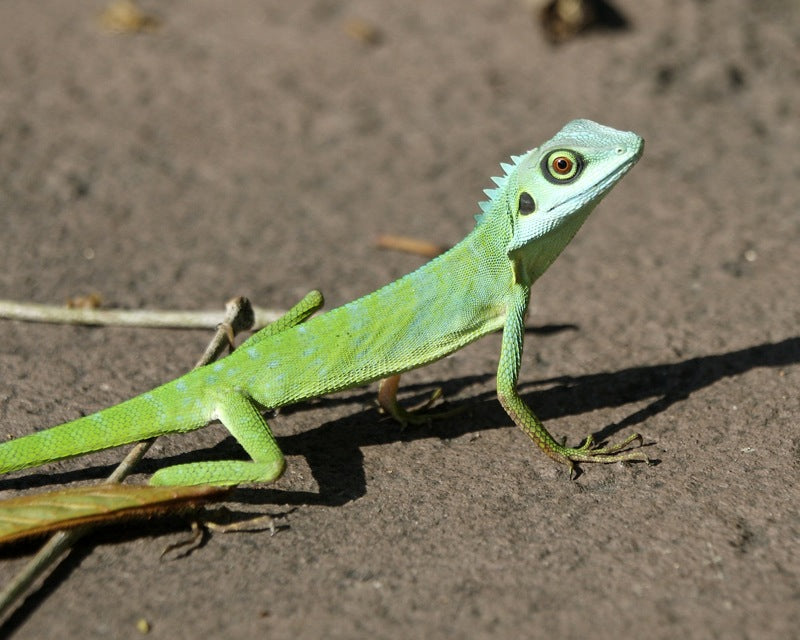 Crested Agama - petkiosklive