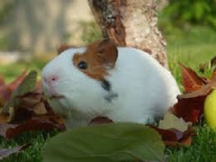 Guinea Pig - petkiosklive