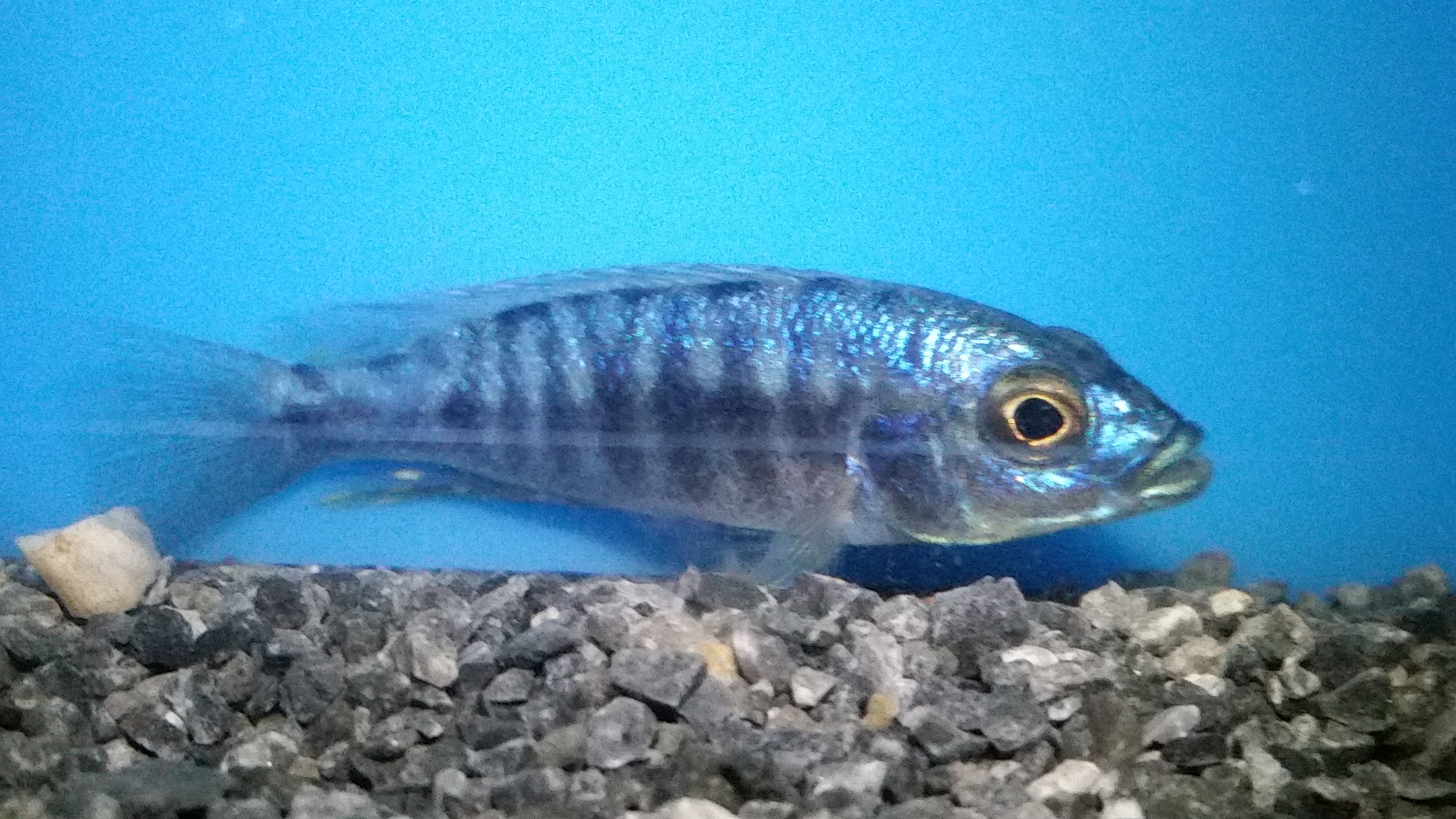 Hap. Ahli Electric Blue - petkiosklive