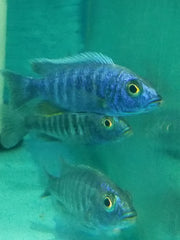 Hap. Ahli Electric Blue - petkiosklive