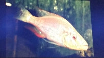 Hap. Compressiceps Albino