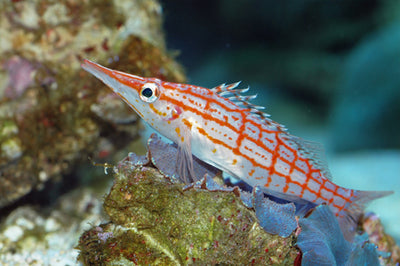 Hawkfish Longnose Bali - petkiosklive